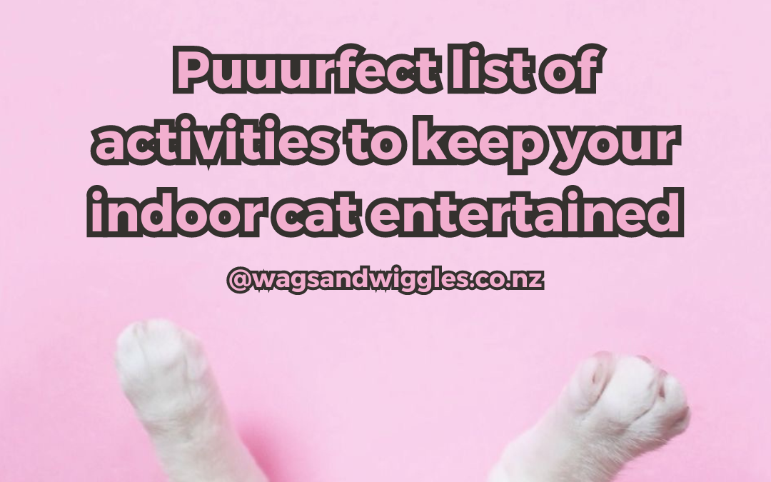 Bored inside house cat? Here’s 5 ways to keep them entertained!