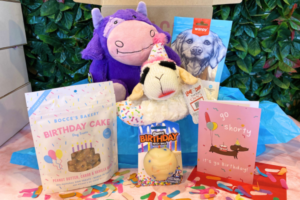 Luxury, fun, entertainment, plush dog and puppy birthday party gift box nz toys and treats special day