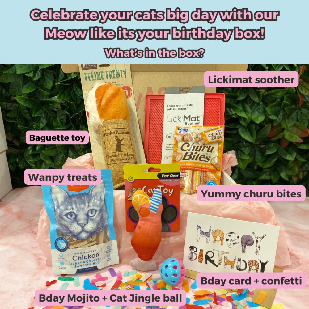 Luxury, fun, entertainment, plush cat and kitten birthday party gift box nz toys and treats special day