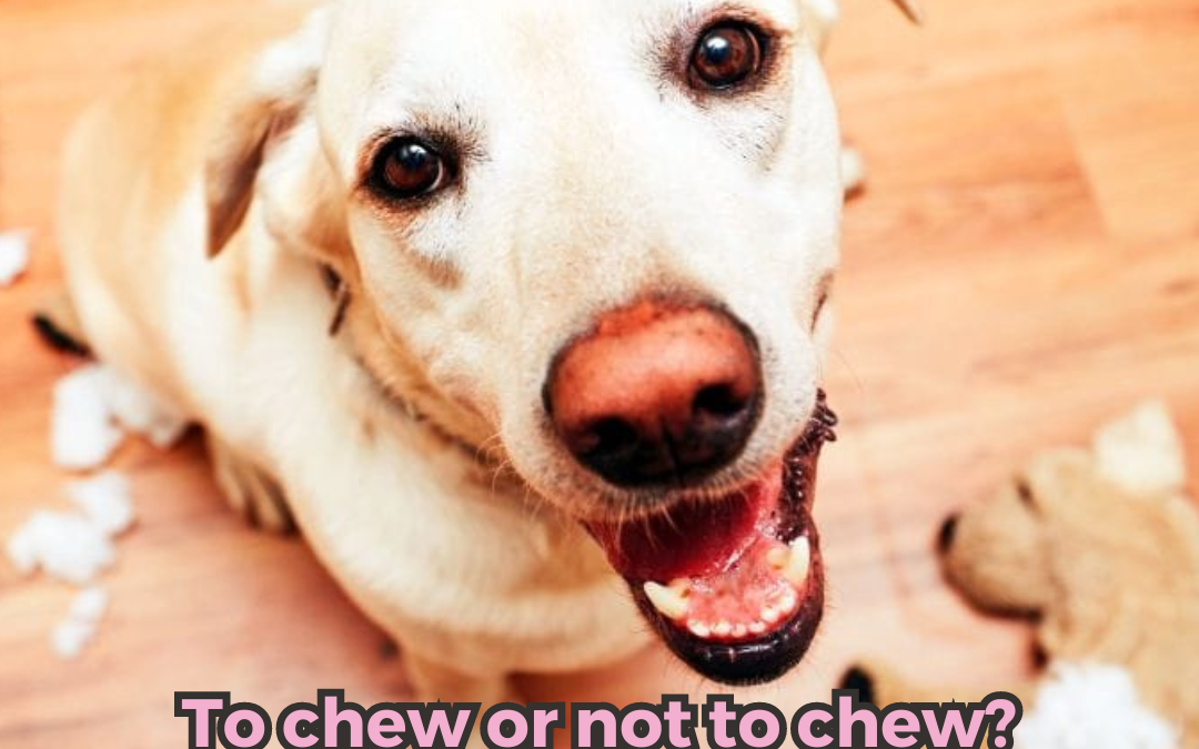 To chew or not to chew? The great dog plush toy debate!